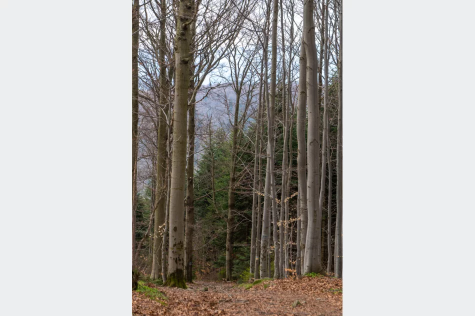 Kontrowersyjne otwarcie sezonu turystycznego na Mogielicy - politycy i samorządowcy... samochodami - zdjęcie 4