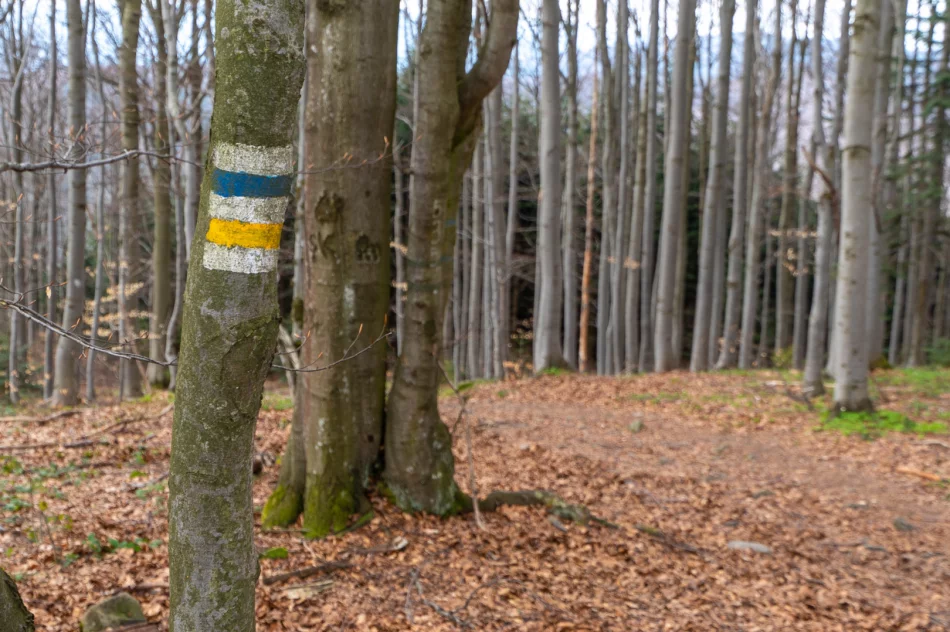 Kontrowersyjne otwarcie sezonu turystycznego na Mogielicy - politycy i samorządowcy... samochodami - zdjęcie 5