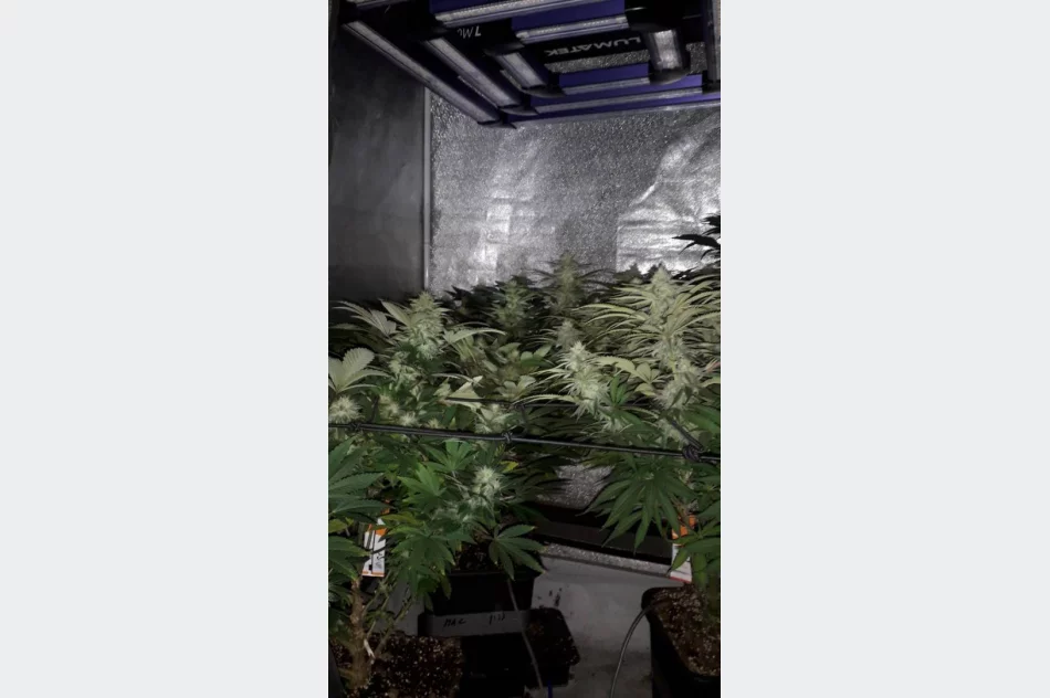 Małopolska: piekł ciasteczka z marihuaną, a konopie uprawiał na strychu - zdjęcie 3