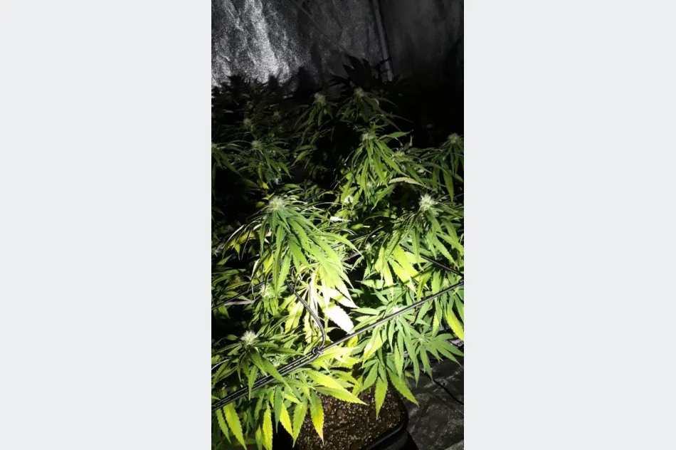 Małopolska: piekł ciasteczka z marihuaną, a konopie uprawiał na strychu - zdjęcie 4