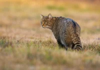 Hybryda zaatakowała mężczyznę? Nietypowe zachowanie zwierzęcia - zdjęcie główne