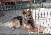 "Kup pan rasowego psa za tysiaka" - interwencja TOZ - zdjęcie główne