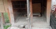 "Kup pan rasowego psa za tysiaka" - interwencja TOZ - zdjęcie 2