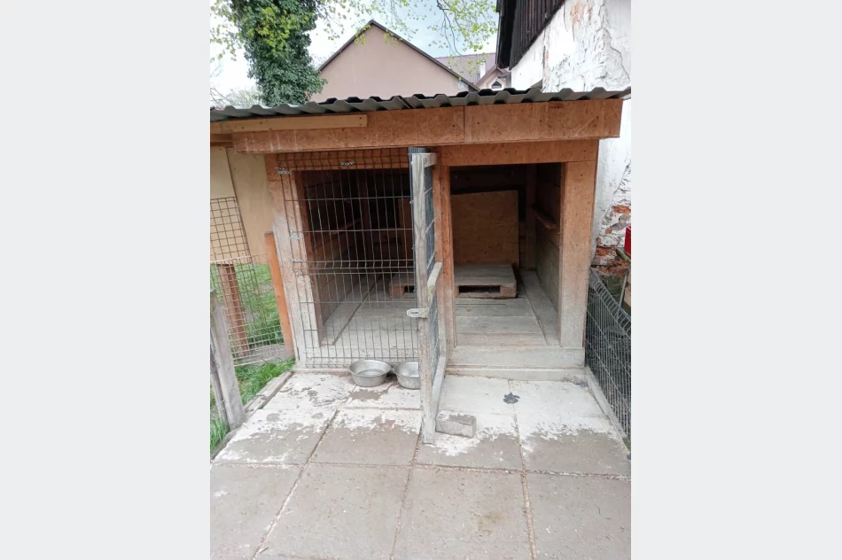 "Kup pan rasowego psa za tysiaka" - interwencja TOZ - zdjęcie 2