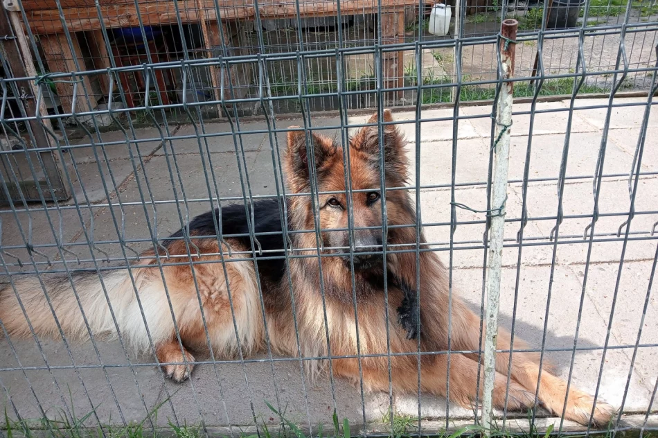 "Kup pan rasowego psa za tysiaka" - interwencja TOZ - zdjęcie 3