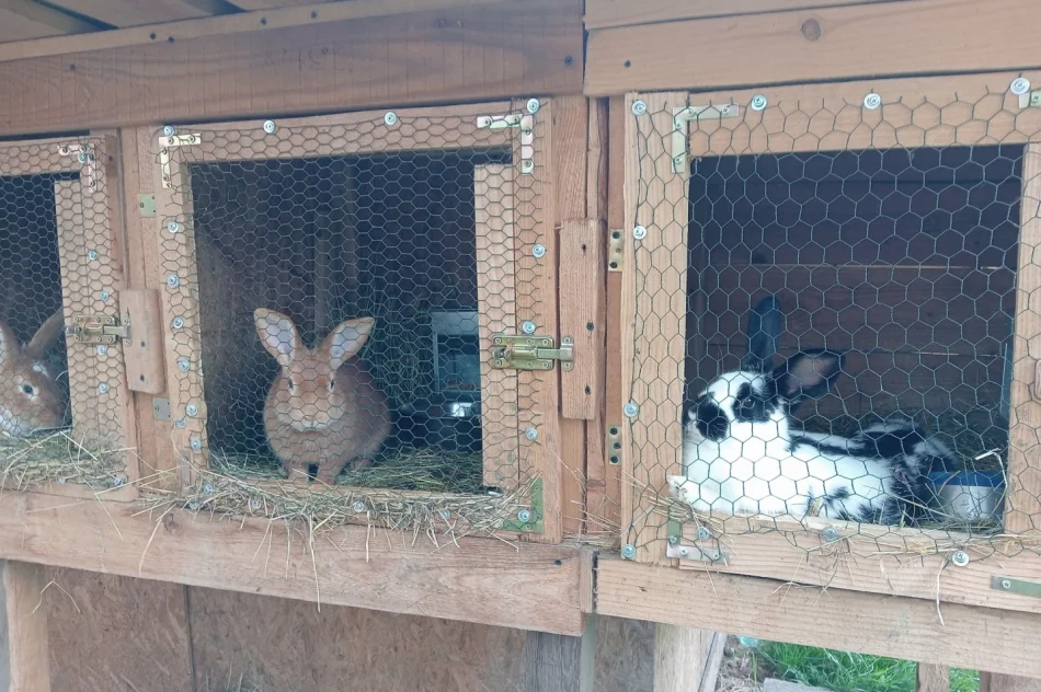 "Kup pan rasowego psa za tysiaka" - interwencja TOZ - zdjęcie 4