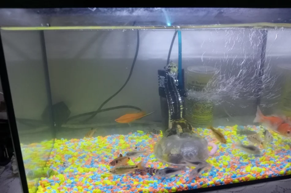 "Kup pan rasowego psa za tysiaka" - interwencja TOZ - zdjęcie 5