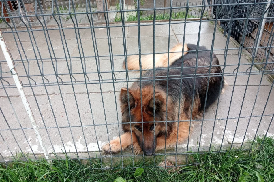 "Kup pan rasowego psa za tysiaka" - interwencja TOZ - zdjęcie 6