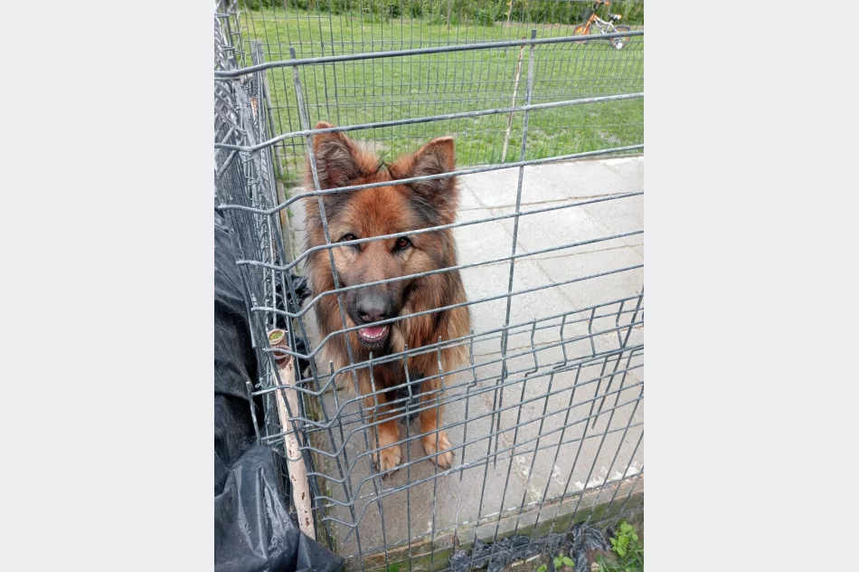 "Kup pan rasowego psa za tysiaka" - interwencja TOZ - zdjęcie 7