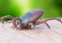 Problem boreliozy jest większy niż w innych rejonach - zdjęcie główne