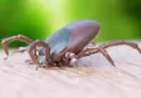 Gdzie w Polsce jest najwięcej zakażonych boreliozą kleszczy? - zdjęcie główne