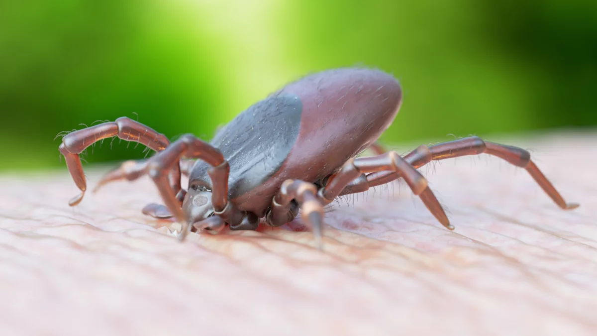 Ekspert: silne mrozy a komary i kleszcze