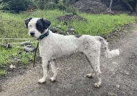 Znaleziony piesek - właściciel odnaleziony - zdjęcie główne