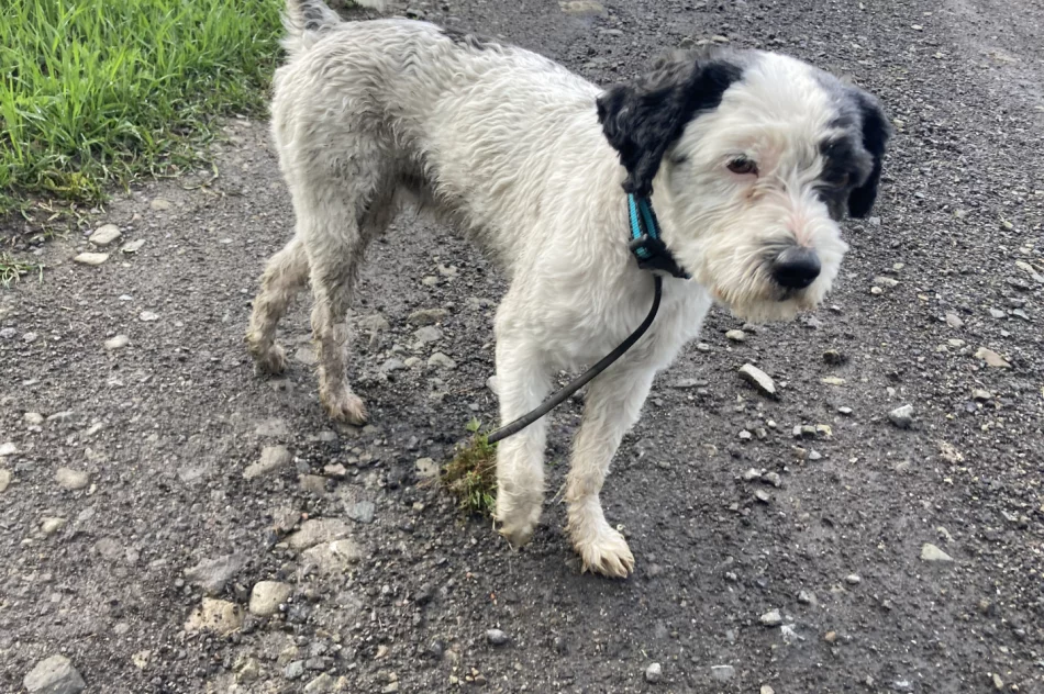 Znaleziony piesek - właściciel odnaleziony - zdjęcie 2