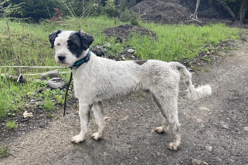 Znaleziony piesek - właściciel odnaleziony - zdjęcie 3