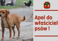 Apel do właścicieli psów - zdjęcie główne