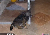 Poszukujemy domu dla bezdomnego psa - zdjęcie główne