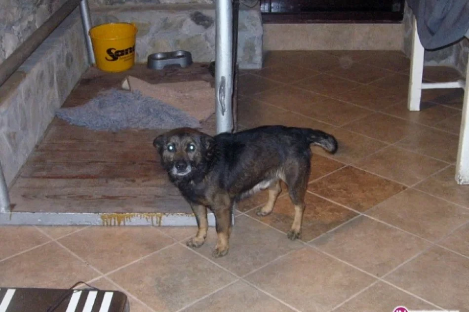 Poszukujemy domu dla bezdomnego psa - zdjęcie 2