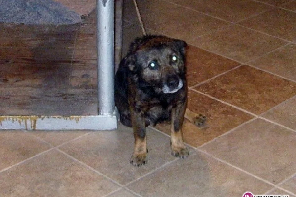 Poszukujemy domu dla bezdomnego psa - zdjęcie 3