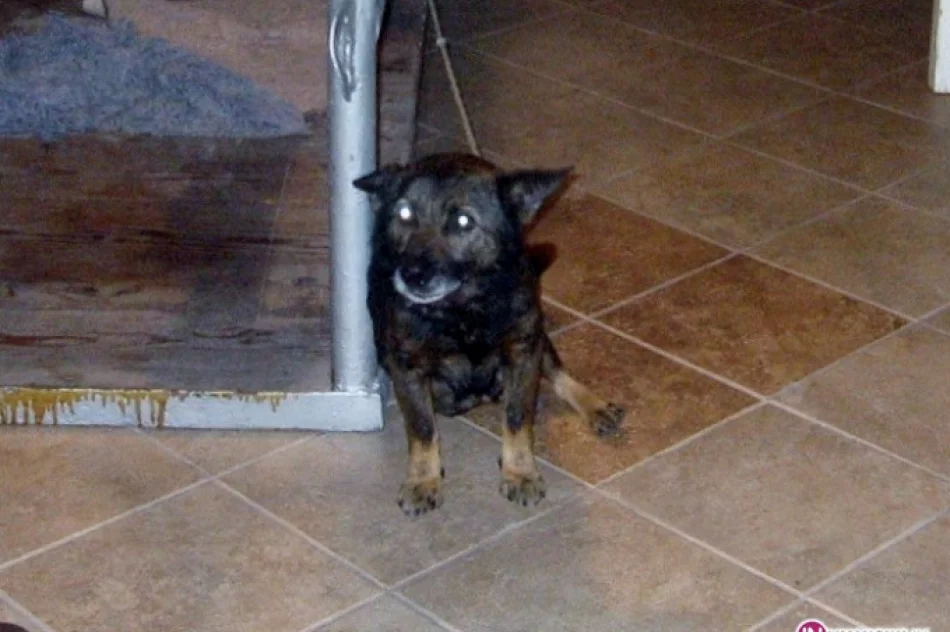 Poszukujemy domu dla bezdomnego psa - zdjęcie 4