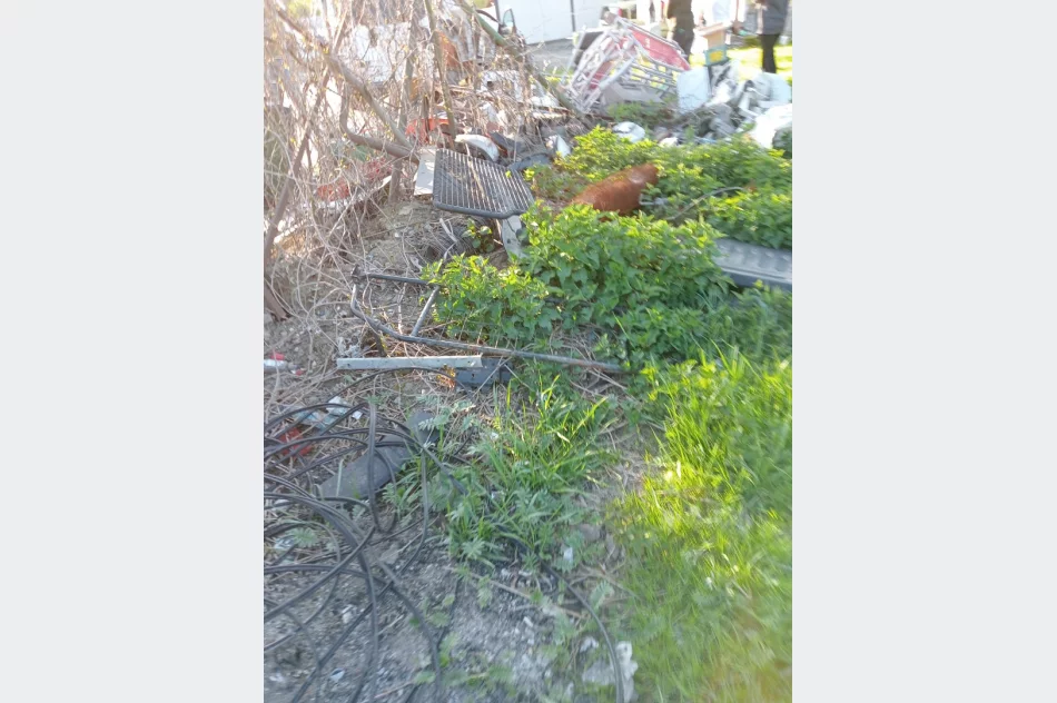 Walki psów w romskiej osadzie? Kulisy interwencji TOZ - zdjęcie 5