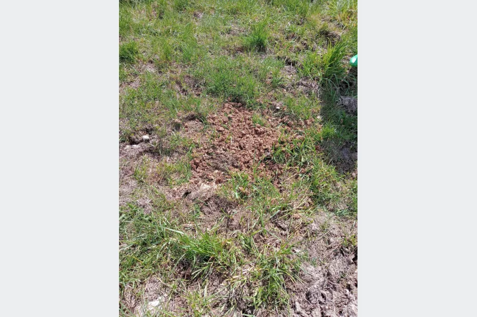 Walki psów w romskiej osadzie? Kulisy interwencji TOZ - zdjęcie 15