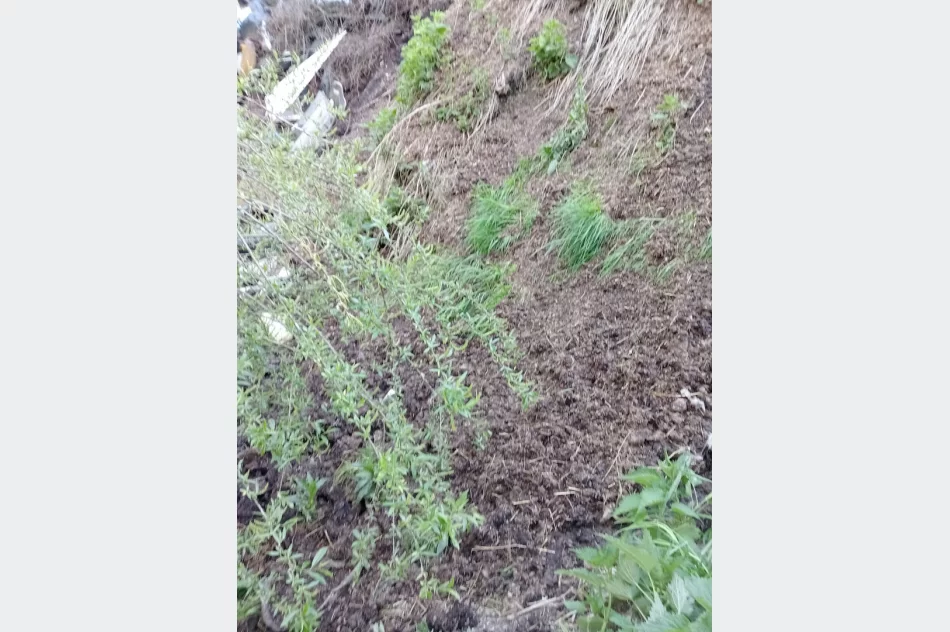 Walki psów w romskiej osadzie? Kulisy interwencji TOZ - zdjęcie 18