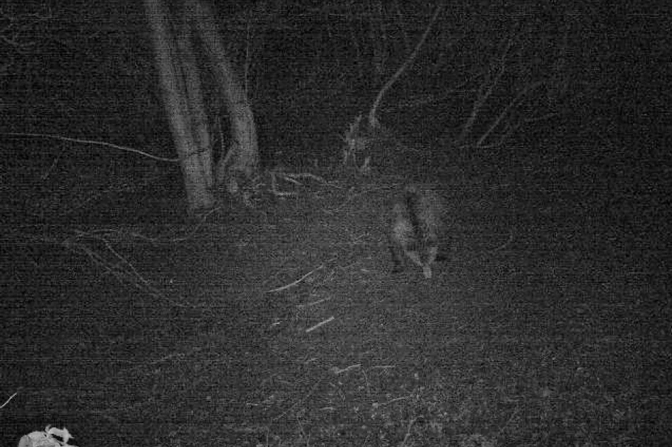 Niedźwiedź w lasach Beskidu Wyspowego - zdjęcie 2