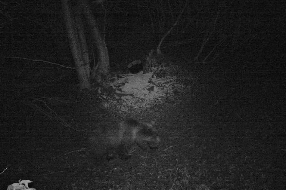 Niedźwiedź w lasach Beskidu Wyspowego - zdjęcie 3