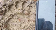 Niedźwiedź w lasach Beskidu Wyspowego - zdjęcie 4