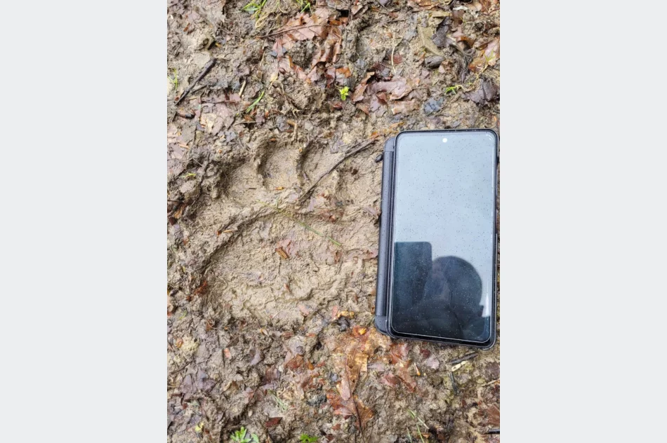 Niedźwiedź w lasach Beskidu Wyspowego - zdjęcie 4