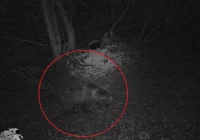 Niedźwiedź w lasach Beskidu Wyspowego - zdjęcie główne