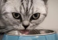 Nagłe zgony u kotów - sytuacja jest poważna - zdjęcie główne