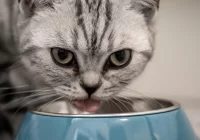 Karma mokra czy karma sucha: co najlepsze dla kociąt? - zdjęcie główne