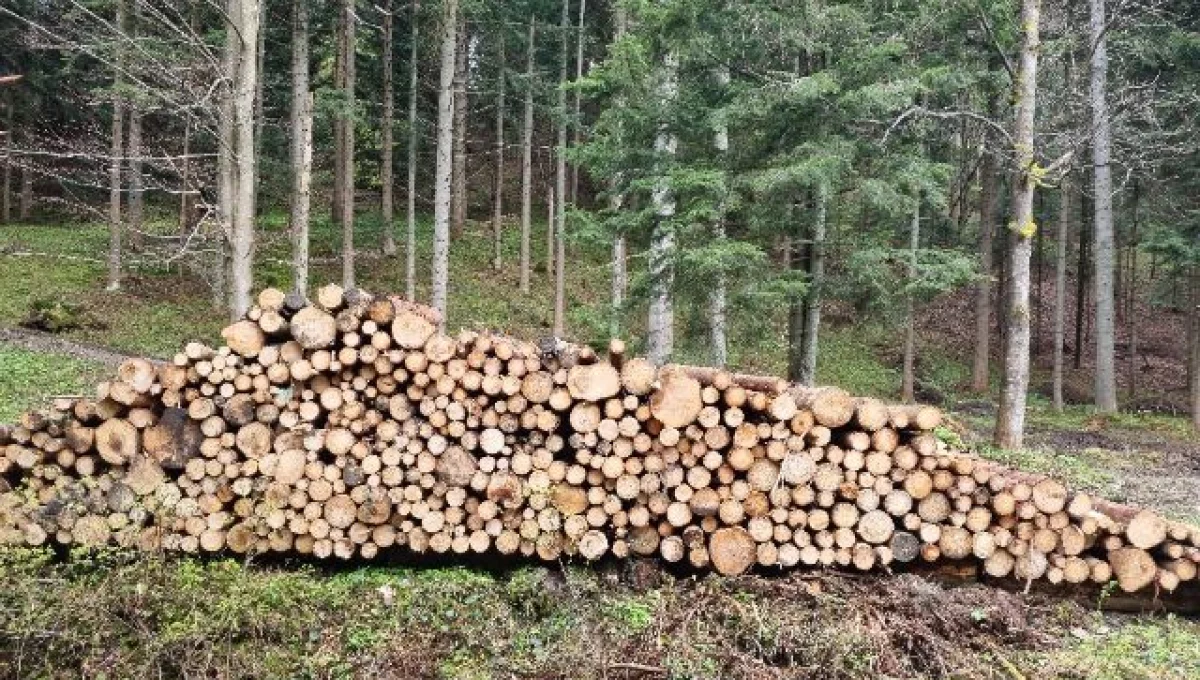 Prace leśne przy niebieskim szlaku 