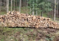 Nowe zasady sprzedaży drewna na lata 2025 i 2026 - zdjęcie główne