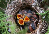 Przez zmiany klimatu ponad połowa ptaków ma mniej potomstwa - zdjęcie główne