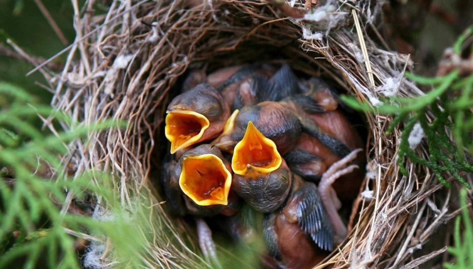 Przez zmiany klimatu ponad połowa ptaków ma mniej potomstwa - zdjęcie 1