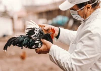 Nielegalny handel nadal kwitnie. Trwa zabawa w "kotka i myszkę”  - zdjęcie główne