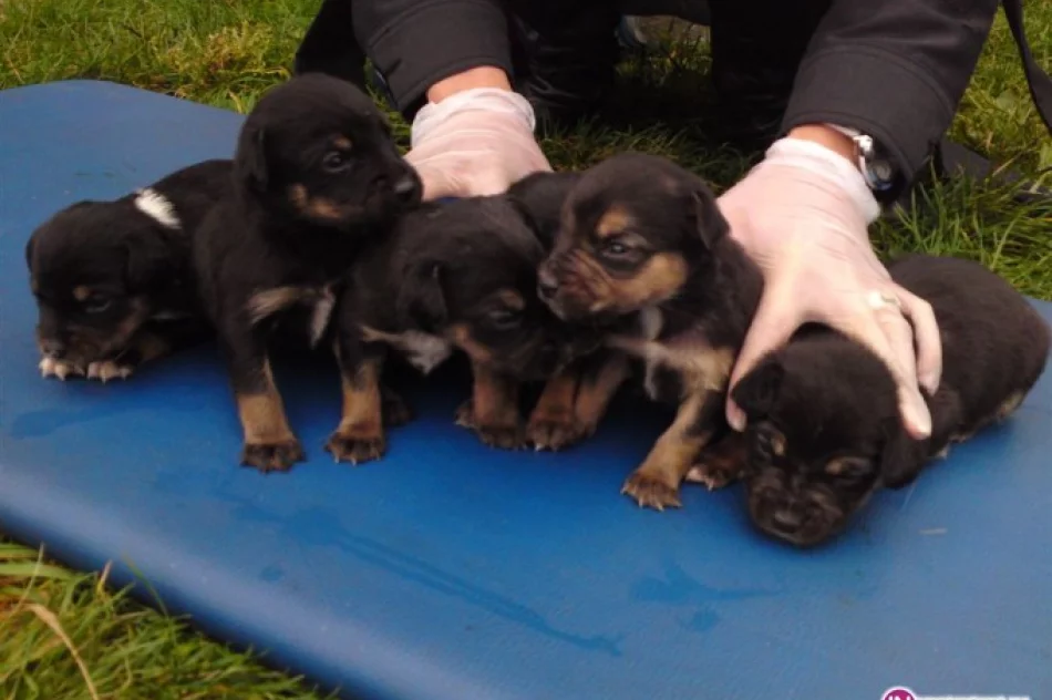 Szukamy domów dla 4 szczeniaczków - zdjęcie 2