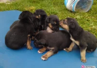 Szukamy domów dla 6 szczeniaczków - zdjęcie główne