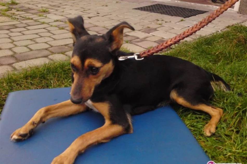 Szukamy domów dla 6 szczeniaczków - zdjęcie 3