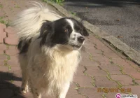 Szukamy nowego właściciela dla psa - zdjęcie główne