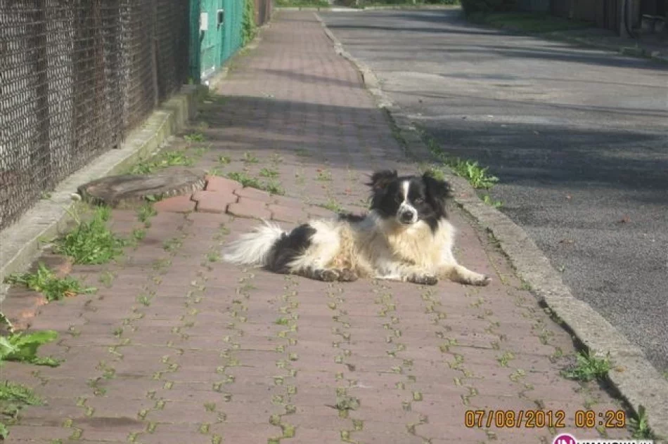 Szukamy nowego właściciela dla psa - zdjęcie 2