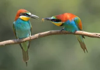 Dramatycznie spada liczba ptaków. Główną przyczyną środki ochrony roślin - zdjęcie główne