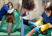 Pomocy potrzebował... bóbr - zdjęcie główne