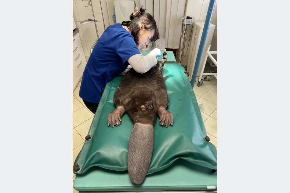 Pomocy potrzebował... bóbr - zdjęcie 2