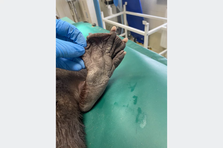 Pomocy potrzebował... bóbr - zdjęcie 3