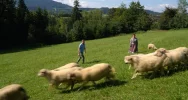 Gdzie Beskid Wyspowy wita się z Gorcami - zdjęcie 4