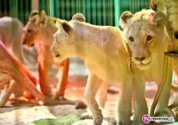 Cyrk Korona odwiedzi Limanową! - zdjęcie główne